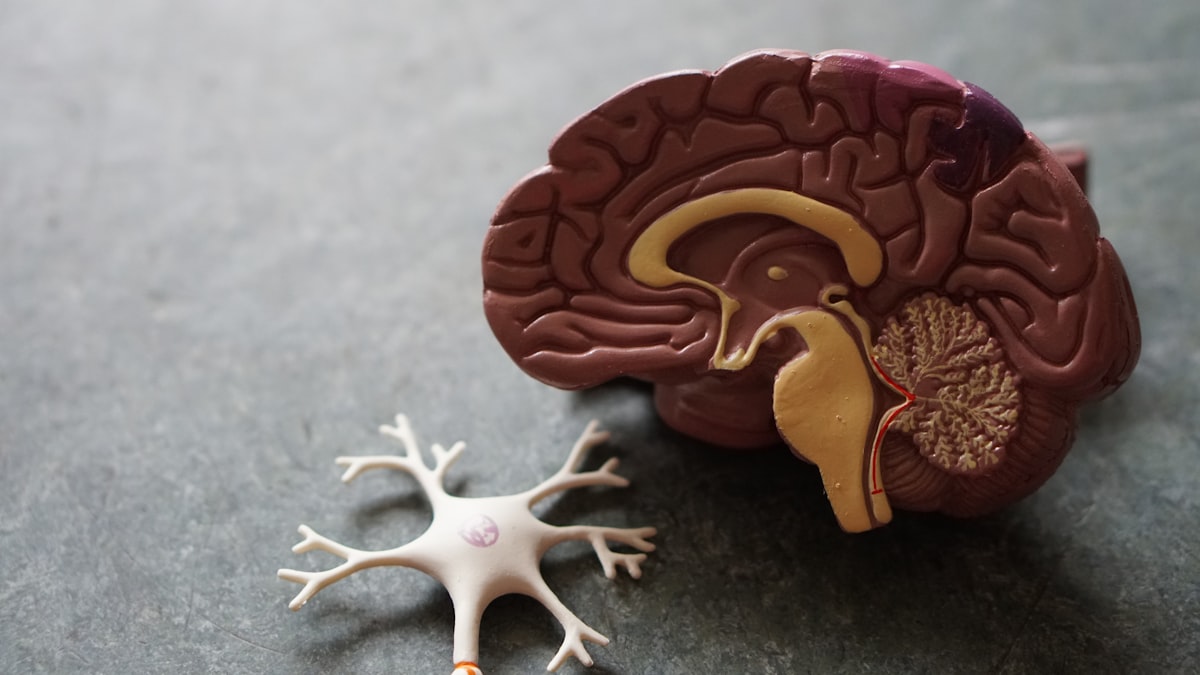 Estrogen: Why It Does Basically Everything
