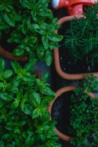 Fresh basil rosemary thyme herbs in terracotta pots