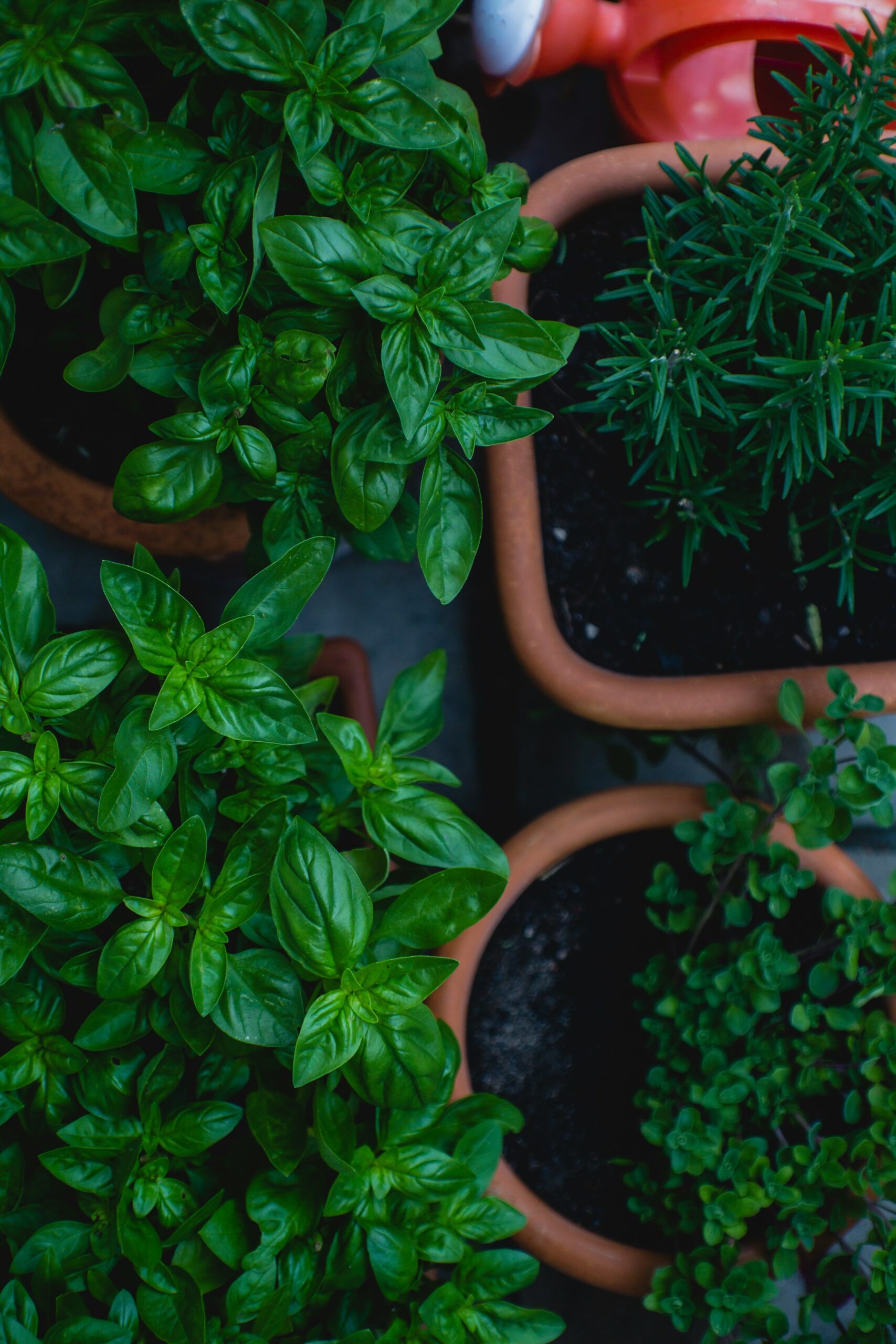 The Herbs Already in Your Kitchen That Work Harder Than You Think